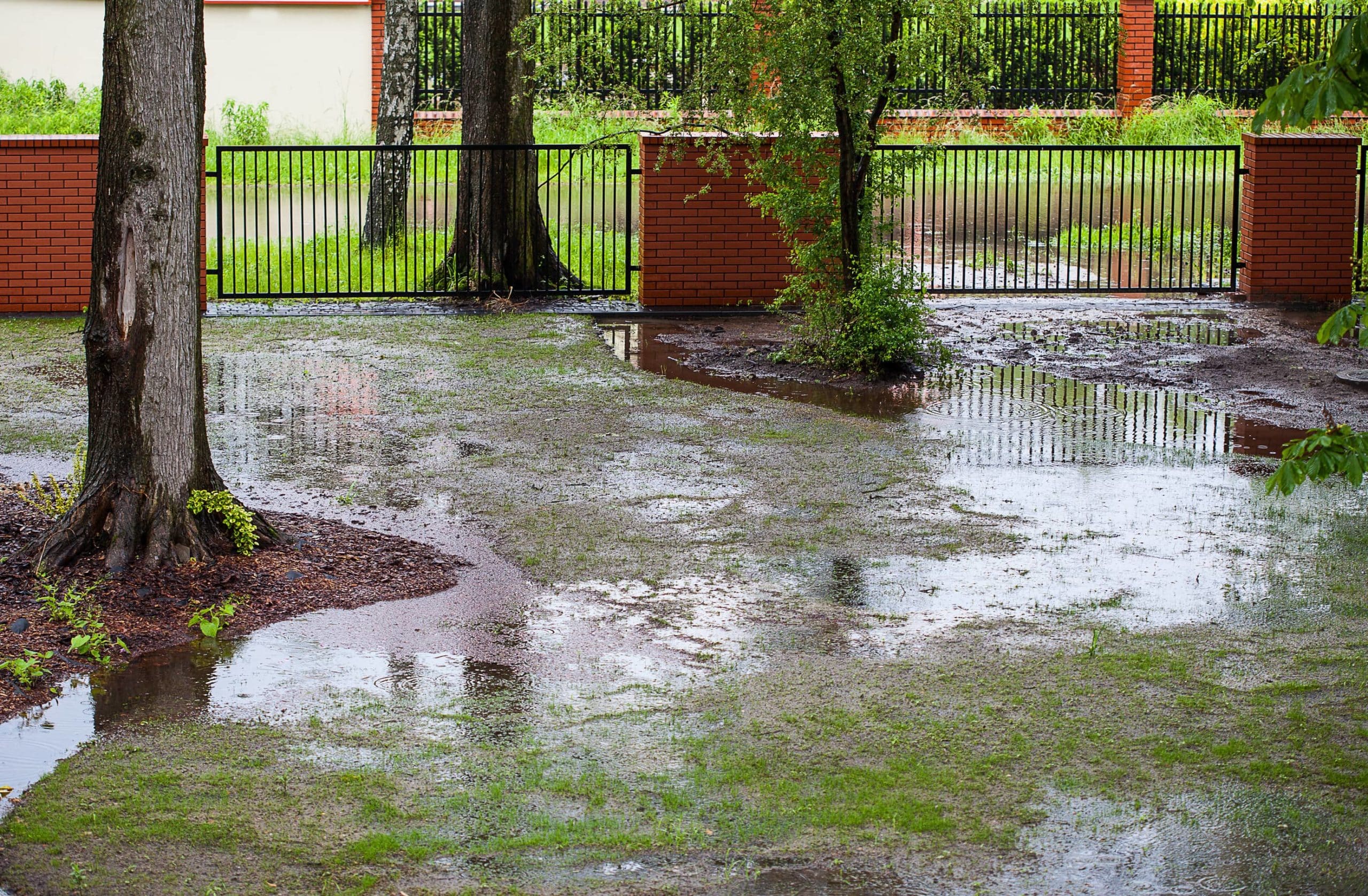 Water accumulating in yard from rain